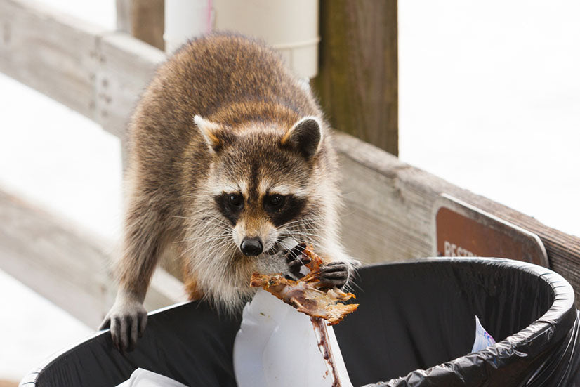 How to Keep Raccoons Out of Trash