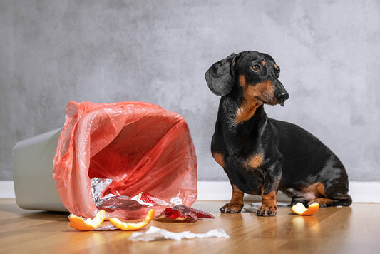 How to Keep Dogs Out of the Trash